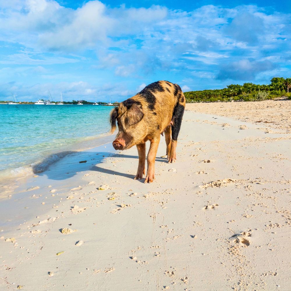 Staniel Cay